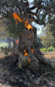 Vasto incendio manda in fumo ettari di ULIVETO